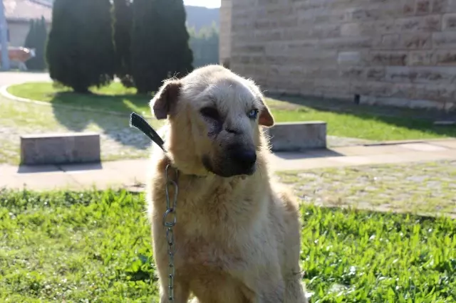 Kansere yakalanan köpek Zerdali Kocaeli'de tedavi ediliyor