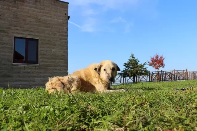 Kansere yakalanan köpek Zerdali Kocaeli'de tedavi ediliyor