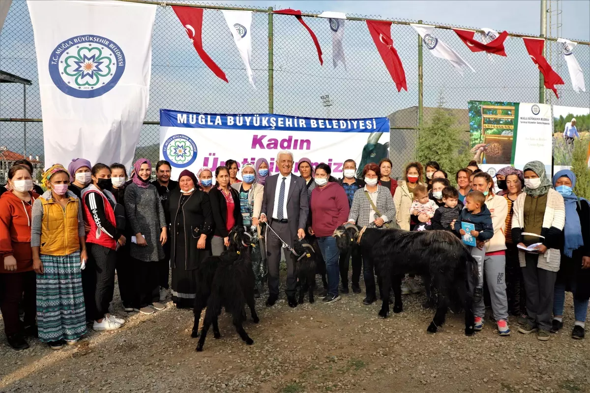 Büyükşehir'den Ula'lı Kadın Üreticilere Kıl Keçisi Desteği