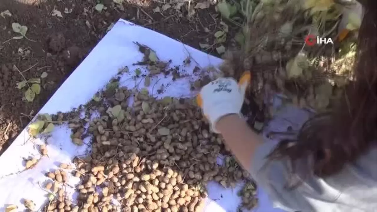 Mısır yerine yer fıstığı ekerek hem sudan hem gübreden tasarruf sağlanacak