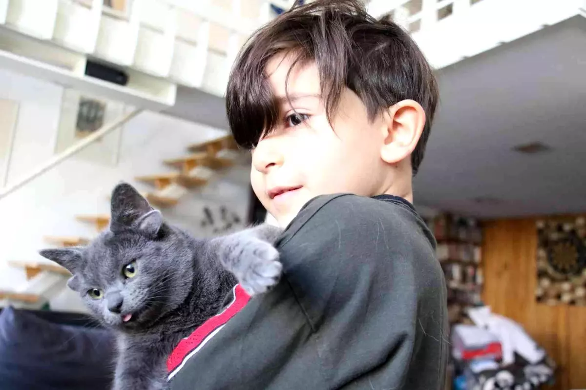 Sosyal medya fenomeni dört kulaklı kedi 'Midas'ın başı sahte hesaplarla dertte