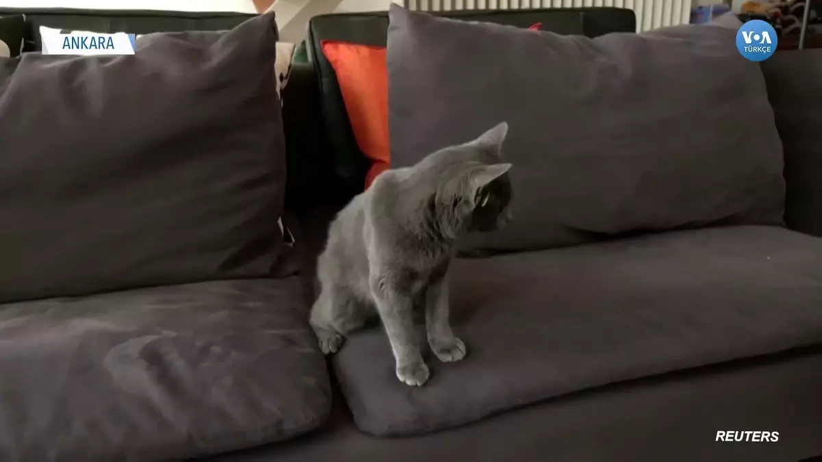 4 Kulaklı Yavru Kedi 'Midas'