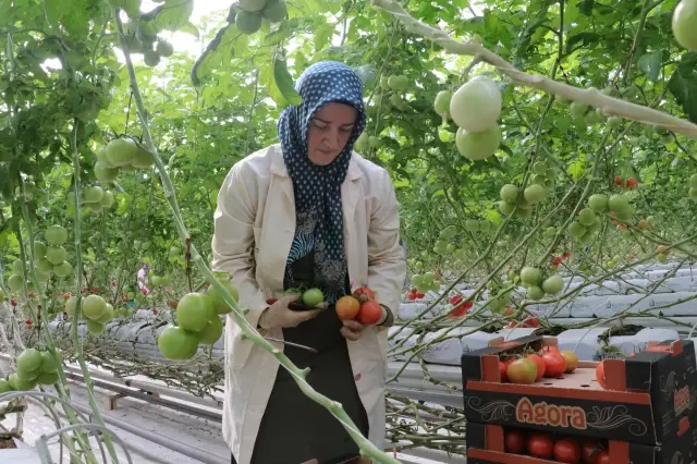 Bozkırın ortasında jeotermal enerji ile 4 mevsim domates yetiştiriliyor