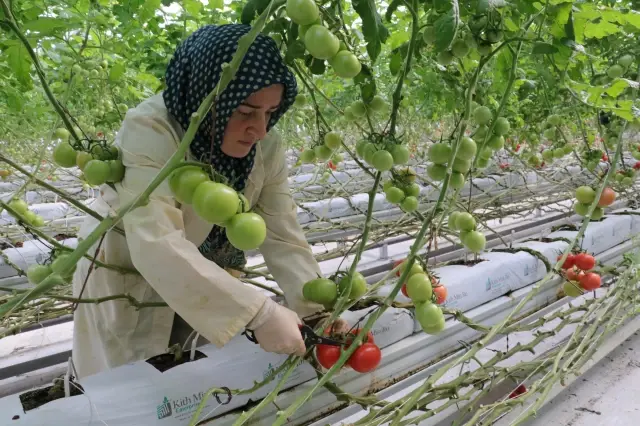 Bozkırın ortasında jeotermal enerji ile 4 mevsim domates yetiştiriliyor