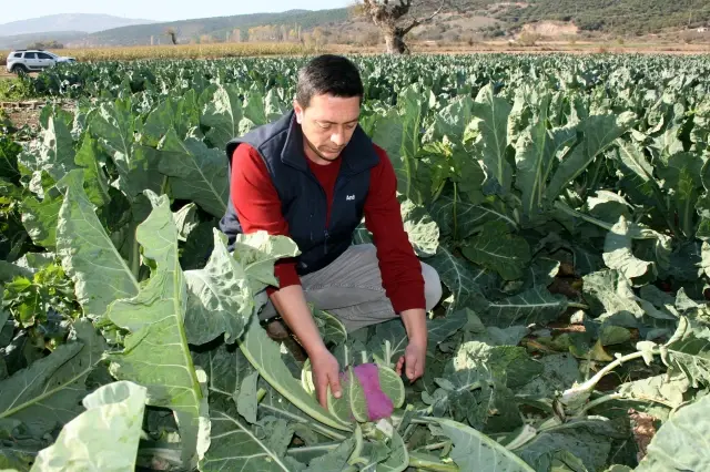 Renkli karnabaharlar hem göze, hem mideye hitap ediyor
