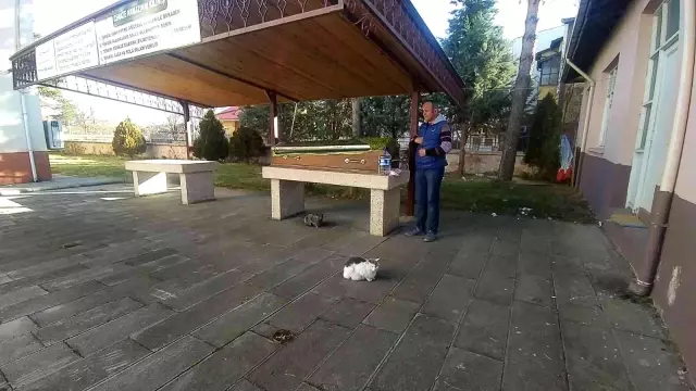 Yıllardır beslediği kedileri, tabutunun başından ayrılmadı