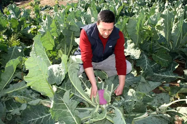 Renkli karnabaharlar hem göze, hem mideye hitap ediyor