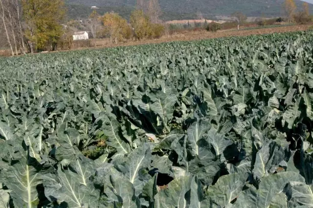 Renkli karnabaharlar hem göze, hem mideye hitap ediyor