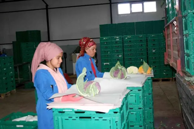 Renkli karnabaharlar hem göze, hem mideye hitap ediyor