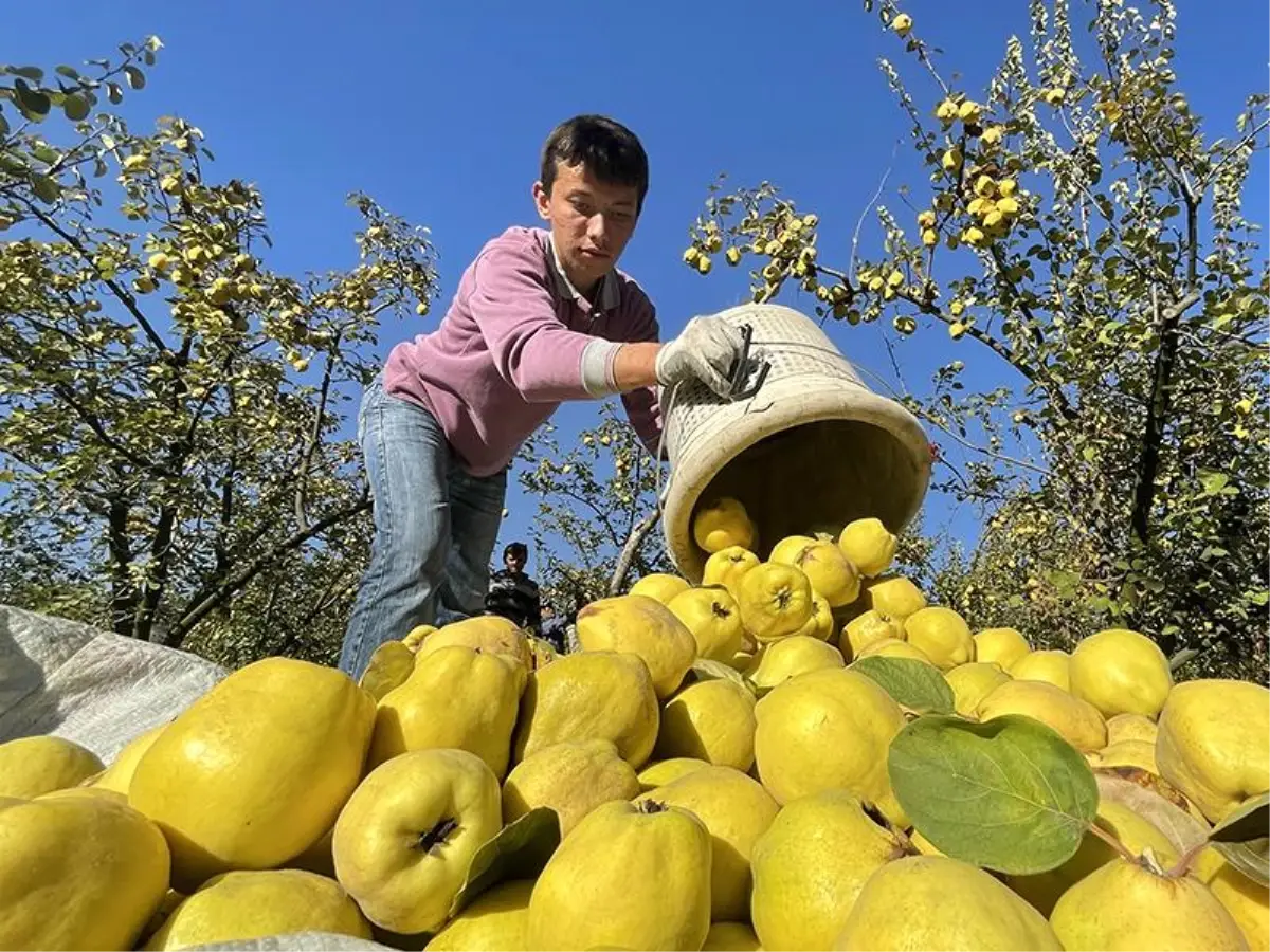 Şahinkaya ayvası dünya pazarlarında