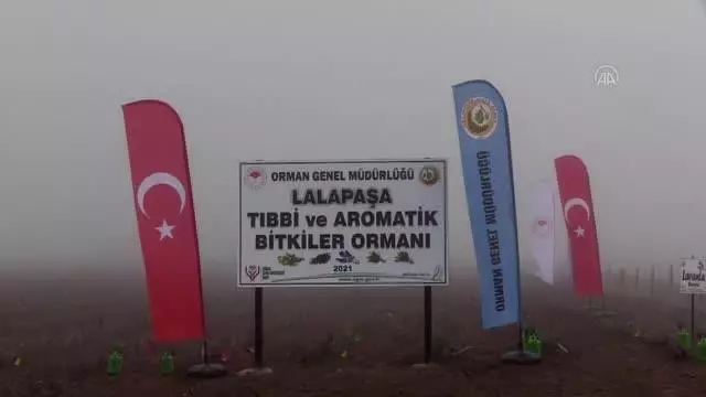 Tıbbi ve aromatik bitkiler ormanında 188 bin fidan toprakla buluştu