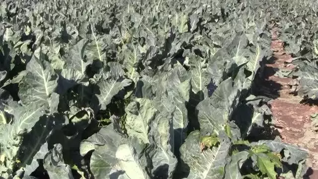 Renkli karnabaharlar hem göze, hem mideye hitap ediyor