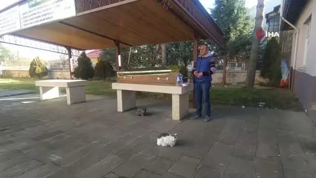 Yıllardır beslediği kedileri, tabutunun başından ayrılmadı