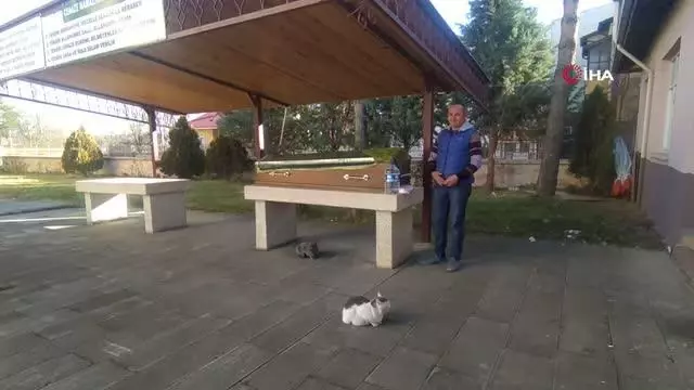 Yıllardır beslediği kedileri, tabutunun başından ayrılmadı