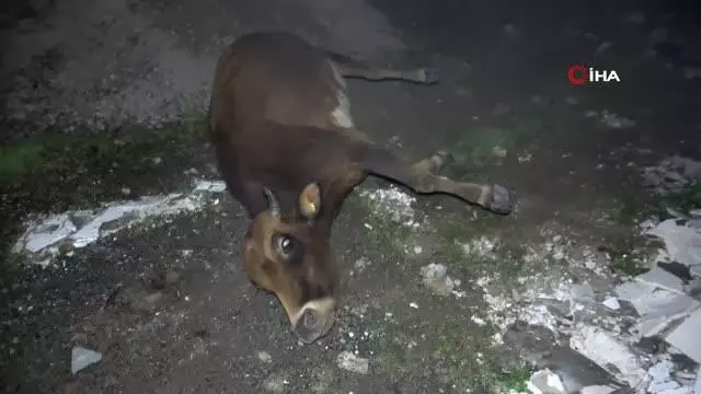 Pendik'te otomobil yola çıkan büyükbaş hayvanlara çarptı