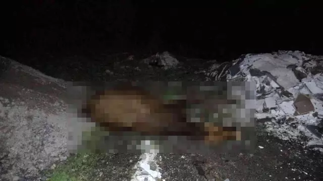 Pendik'te otomobil yola çıkan büyükbaş hayvanlara çarptı
