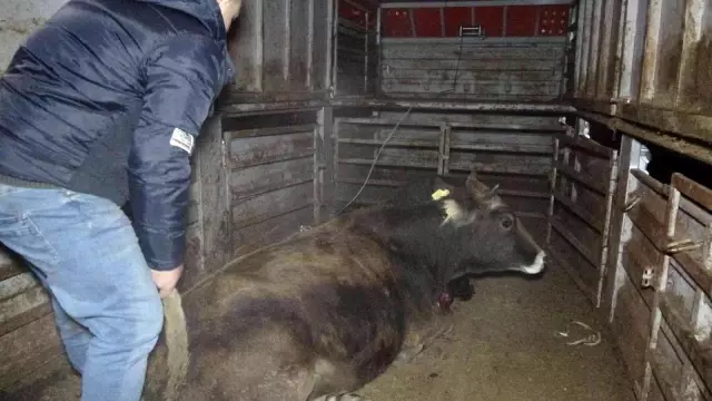 Pendik'te otomobil yola çıkan büyükbaş hayvanlara çarptı
