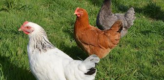 Ruyada Tavuk Gormek Ne Demek Ruyada Beyaz Tavuk Gormek Ne Anlama Gelir Ruyada Tavuk Saldirmasi Neye Delalettir Ruyada Tavuk Pisirmek Ne Mana Tasir