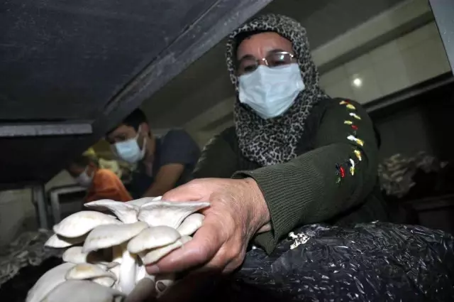 Tarsus Belediyesi'nin mantar kurslarının istihdama katkısı