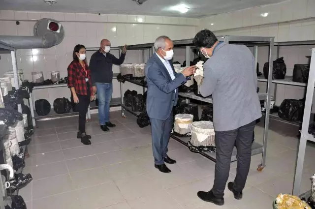 Tarsus Belediyesi'nin mantar kurslarının istihdama katkısı