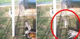 Birleşik Arap Emirlikleri: Yanlışlıkla kaplan dolu kafese giren yavru kedi dehşeti yaşadı Birleşik Arap Emirlikleri: Yanlışlıkla kaplan dolu kafese giren yavru kedi dehşeti yaşadı