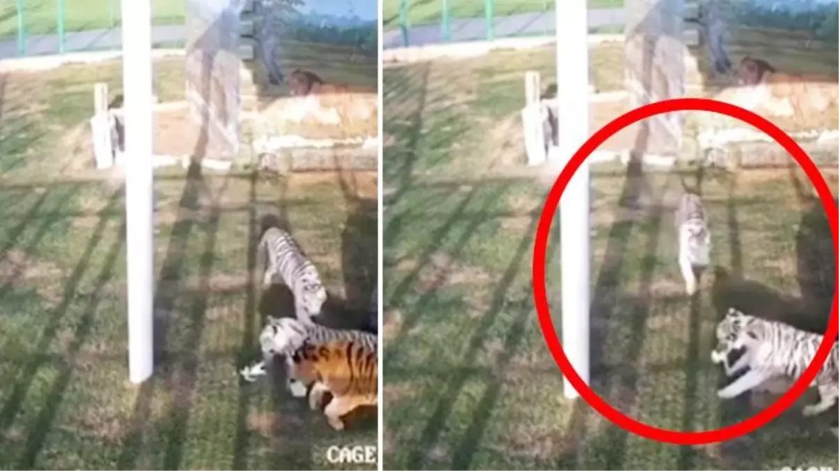 Yanlışlıkla kaplan dolu kafese giren yavru kedi dehşeti yaşadı