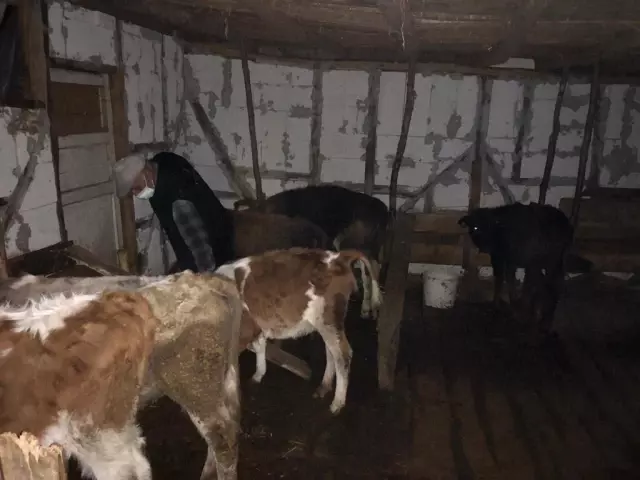 Son dakika! Düzce'de kayıp 14 büyükbaş hayvan jandarma tarafından bulundu