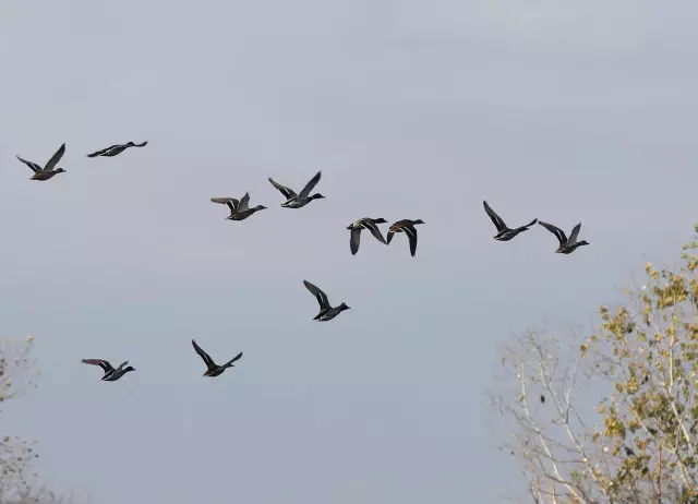 Taşkınları korumak için yapılan Kanal Edirne kuşlara yaşam alanı oldu