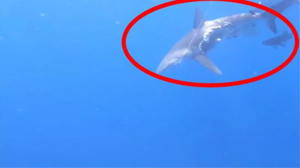 Bilim insanlarını bile hayrete düşüren zombi balık! Vücudunun yarısı olmadan avlanmayı sürdürdü