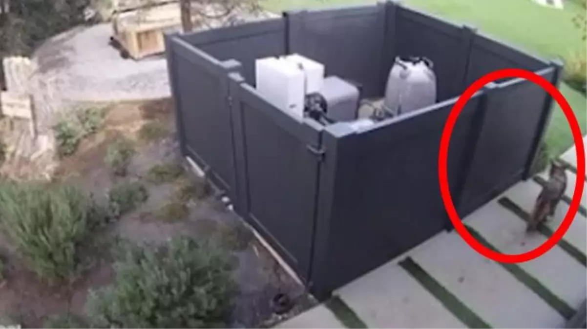 Çakalın evde tek yakaladığı süs köpeğinin acı sonu