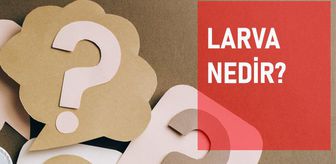 larva nedir larva nasil olusur larva nedir larva nasil olusur