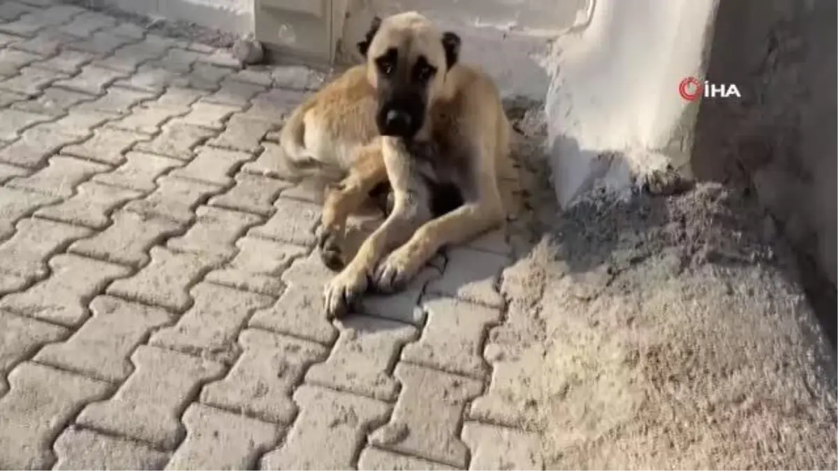 Sahipli ev hayvanları mikroçip sayesinde kaybolmayacak Haberler