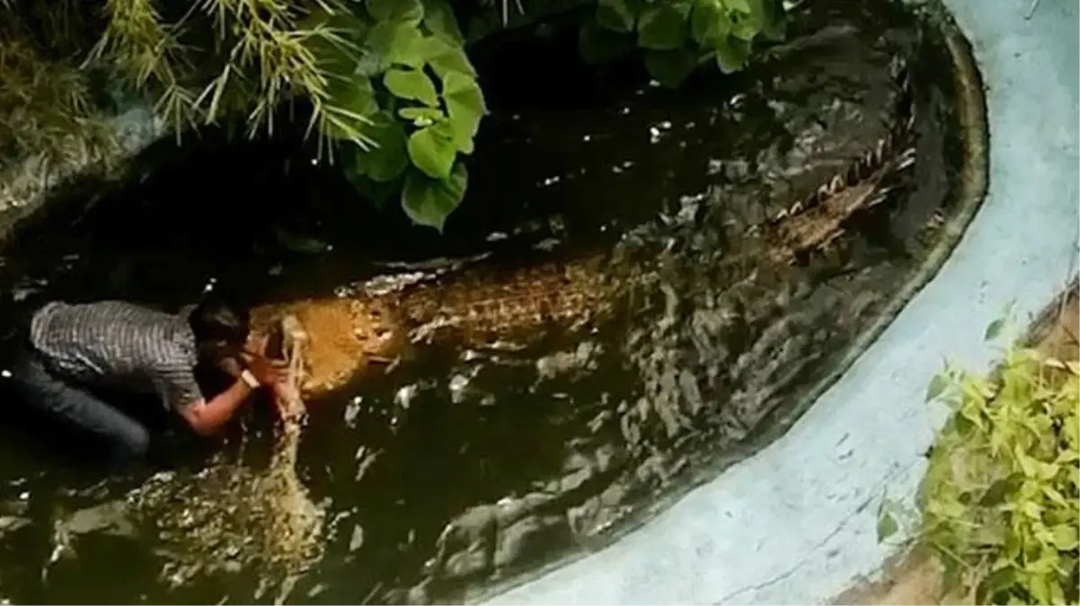 Tema parkında süs sandığı timsahla selfie yapan adamın kolu paramparça oldu