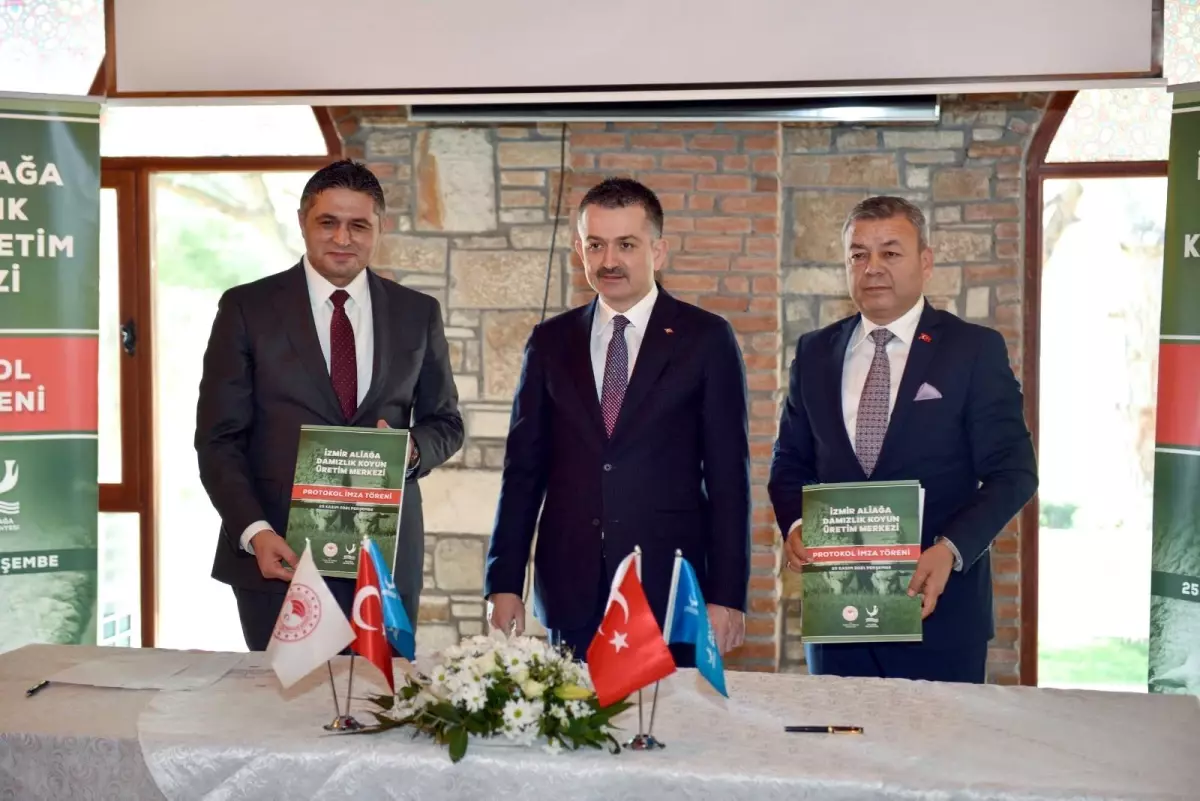 Damızlık Koyun Üretim Merkezi Aliağa'da Hayata Geçiyor