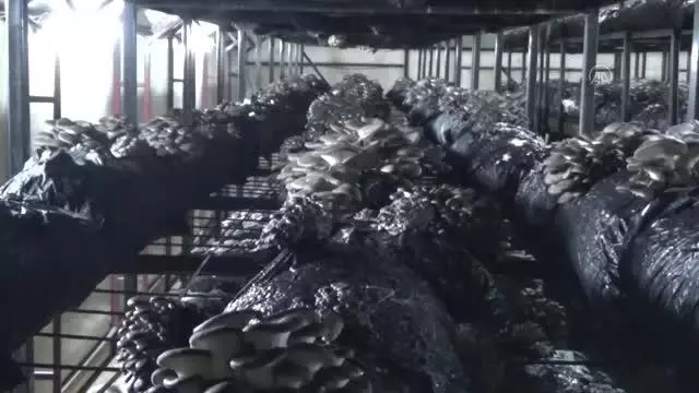 Hibe desteğiyle kurduğu mantar tesisinde üretimini 2 katına çıkardı