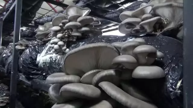 Hibe desteğiyle kurduğu mantar tesisinde üretimini 2 katına çıkardı