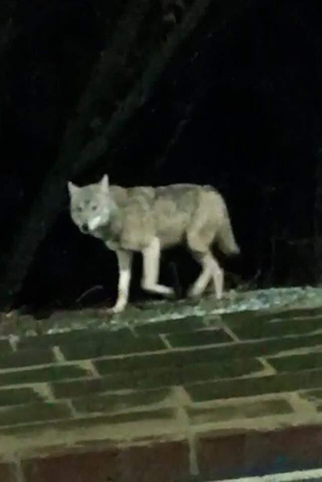 İlçe merkezine inan kurt kamerada! Vatandaşların sık kullandığı kaldırımda öylece bekledi İlçe merkezine inan kurt kamerada! Vatandaşların sık kullandığı kaldırımda öylece bekledi