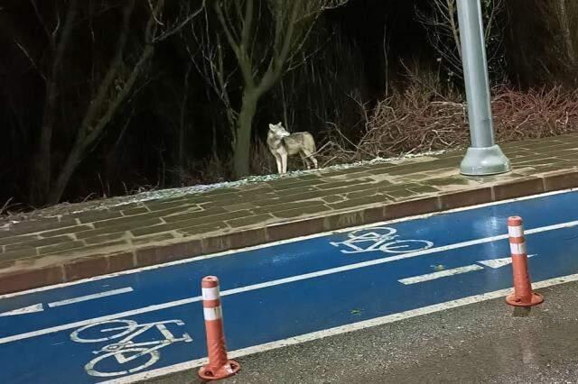 İlçe merkezine inan kurt kamerada! Vatandaşların sık kullandığı kaldırımda öylece bekledi İlçe merkezine inan kurt kamerada! Vatandaşların sık kullandığı kaldırımda öylece bekledi