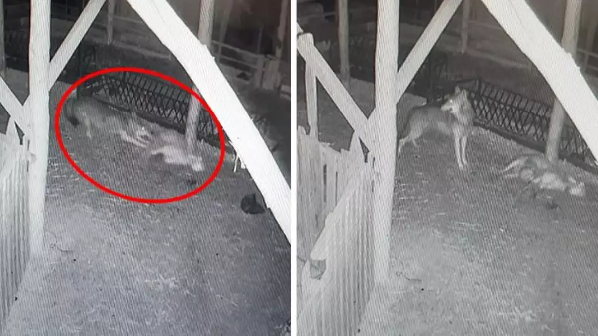 Korku filmini andıran görüntüler! Ağıla giren kurtlar koyunları böyle telef etti