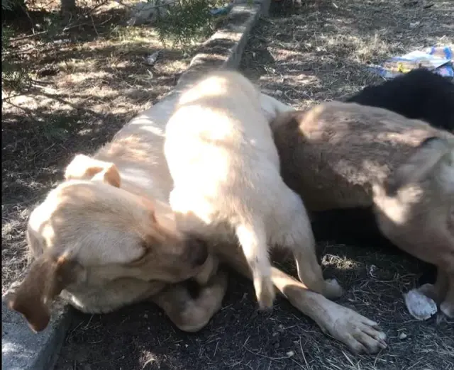 Yürekleri ısıtan görüntü! Anne köpek, önce yavrusu için çırpındı sonra sevinçten ne yapacağını bilemedi