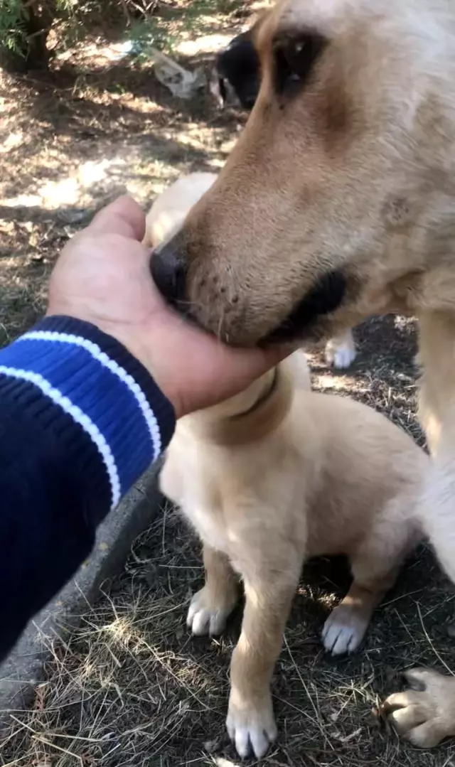 Yürekleri ısıtan görüntü! Anne köpek, önce yavrusu için çırpındı sonra sevinçten ne yapacağını bilemedi