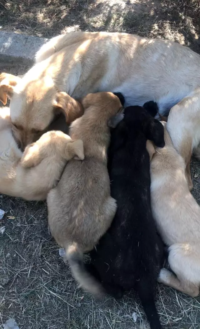 Yürekleri ısıtan görüntü! Anne köpek, önce yavrusu için çırpındı sonra sevinçten ne yapacağını bilemedi