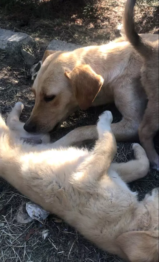 Yürekleri ısıtan görüntü! Anne köpek, önce yavrusu için çırpındı sonra sevinçten ne yapacağını bilemedi
