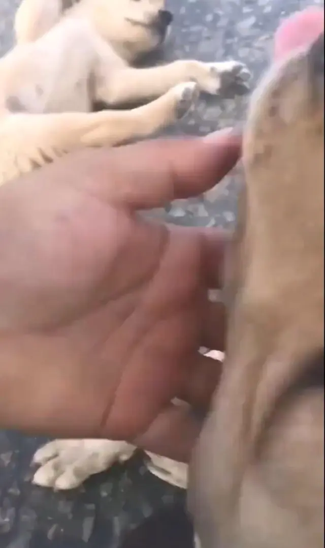 Yürekleri ısıtan görüntü! Anne köpek, önce yavrusu için çırpındı sonra sevinçten ne yapacağını bilemedi