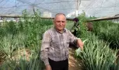 Sebzeden yeterli parayı kazanamayınca aloe vera ekti! 4 dönümden 90 bin lira gelir sağlayacak