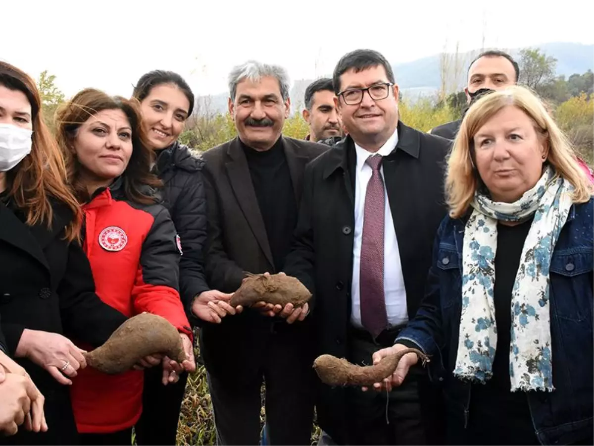'Tatlı patates' hasatta üreticisini mutlu etti