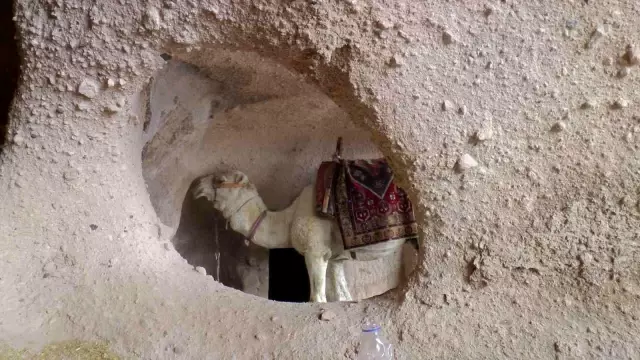 50 yıldır geçimini develerden sağlıyor