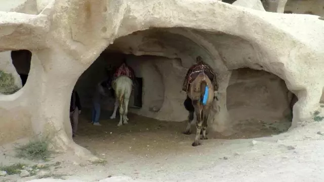 50 yıldır geçimini develerden sağlıyor