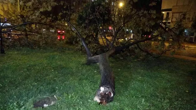 Antalya'da hortum ağaçları kökünden söktü