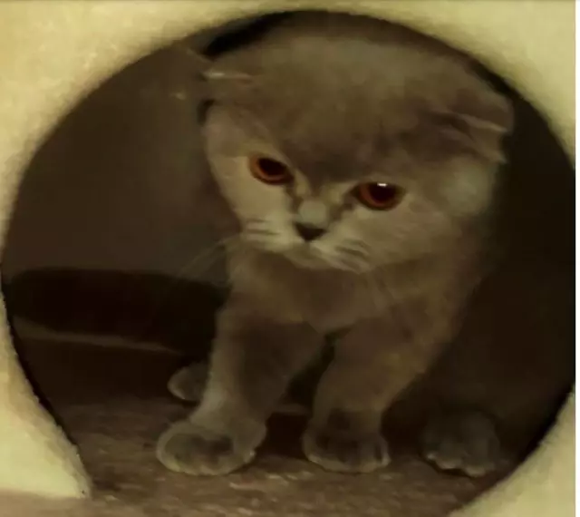 Çilingirle girdikleri evden kediyi bile çaldılar Hırsızlar Çilingirle girdikleri evden kediyi bile çaldılar Hırsızlar